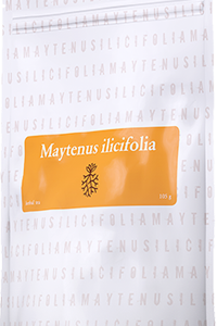 Maytenus Ilicifolia Energy